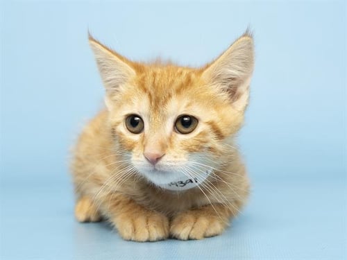 ANDY - Domestic Short Hair for adoption in Phoenix