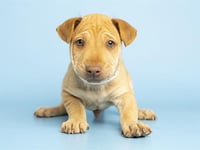 VEGETA - Photo 1