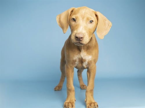 PHOEBE - Weimaraner available for adoption