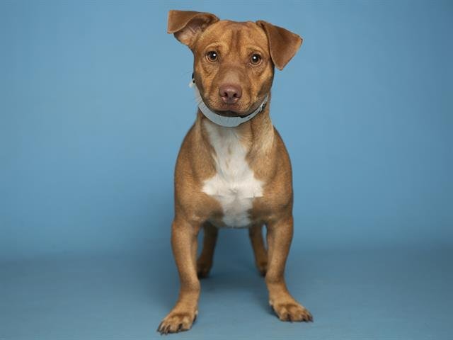 AUGGIE Image
