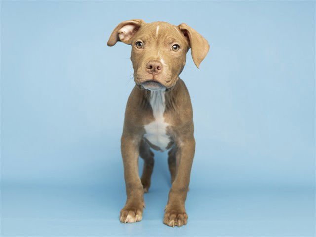 ZENO - American Pit Bull Terrier available for adoption