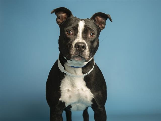 GORDI - American Pit Bull Terrier available for adoption