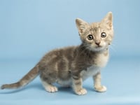 LORD BILLY BOB - Photo 1
