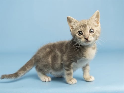LORD BILLY BOB - Domestic Short Hair available for adoption