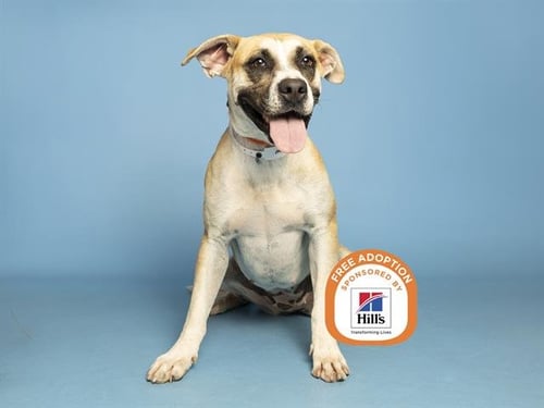 BLUE - Boxer available for adoption