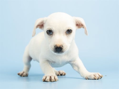 JUAN - Chihuahua available for adoption