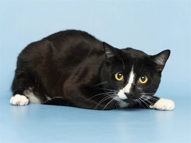 TRAVIESO - Domestic Short Hair available for adoption