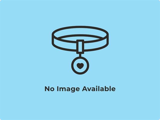 FRANKIE - Domestic Short Hair available for adoption