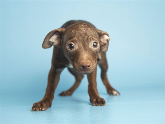 PLUTO - Chihuahua available for adoption