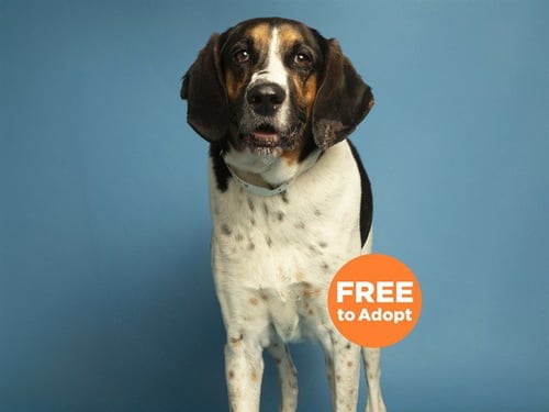 BROCKIE - English Coonhound available for adoption