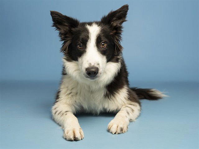 CALLIE - Border Collie available for adoption