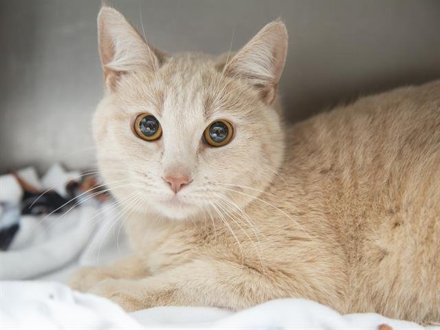 CINDER - Domestic Short Hair available for adoption