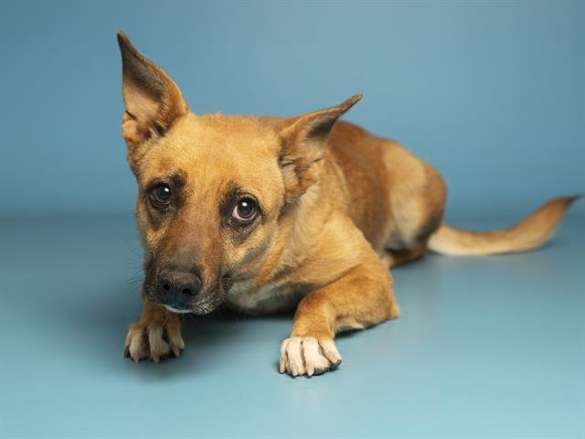 ZELDA - Australian Kelpie available for adoption