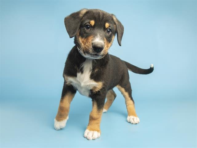 BMO - Shetland Sheepdog Sheltie / Cardigan Welsh Corgi available for adoption