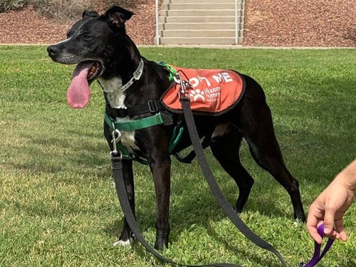 NUGGET - Labrador Retriever / American Pit Bull Terrier available for adoption