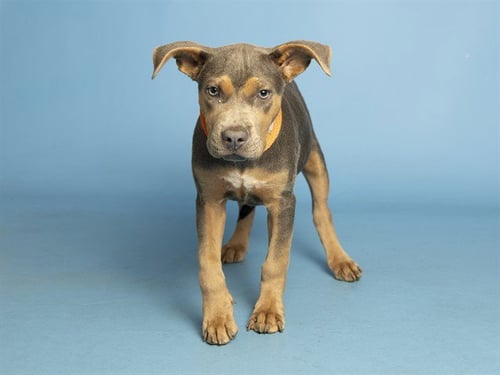 RAYA - Labrador Retriever / American Pit Bull Terrier available for adoption
