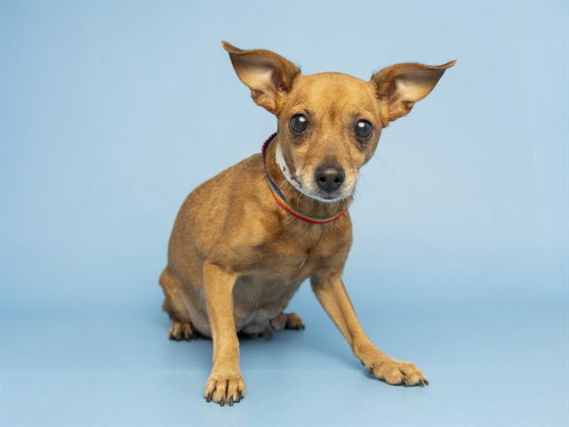 MISSY ELIOTT - Chihuahua available for adoption