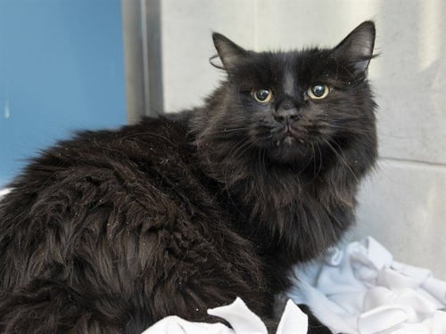 SUNNY - Domestic Long Hair available for adoption