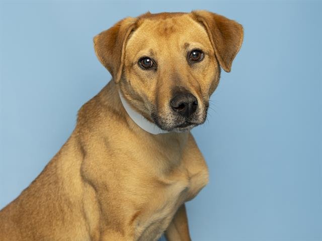ZEUS - Rhodesian Ridgeback available for adoption