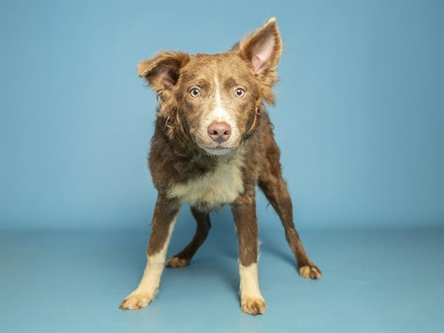 STARFIRE - Australian Shepherd / Husky available for adoption