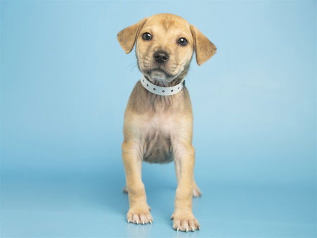 KIKI - Labrador Retriever available for adoption