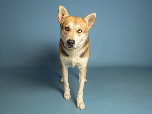 GIDGET - Husky available for adoption