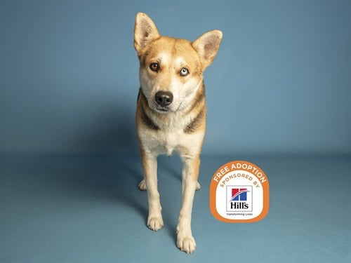 GIDGET - Husky available for adoption