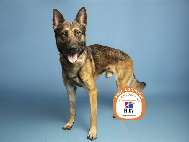 PIERCE - German Shepherd Dog / Belgian Shepherd Malinois available for adoption