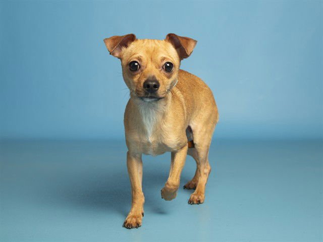 BUSTER - Chihuahua available for adoption