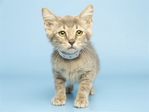 FREYA - Domestic Short Hair available for adoption