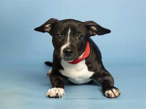 SHAWTY - American Pit Bull Terrier / Labrador Retriever available for adoption