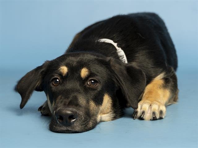 RANDY - Basset Hound / German Shepherd Dog available for adoption