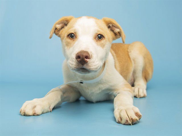 SANJAY - American Pit Bull Terrier / Siberian Husky available for adoption