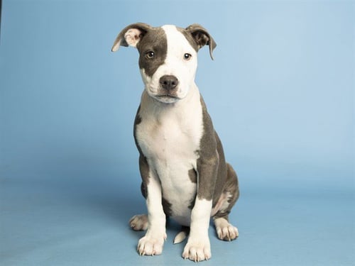 FROPPY - American Pit Bull Terrier available for adoption