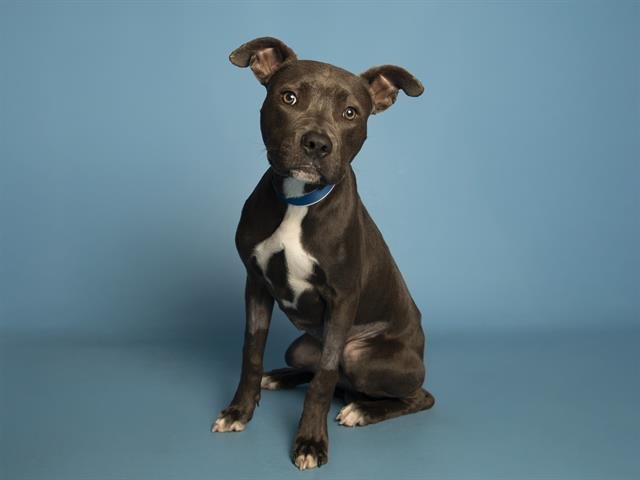 BAMBI - American Pit Bull Terrier available for adoption