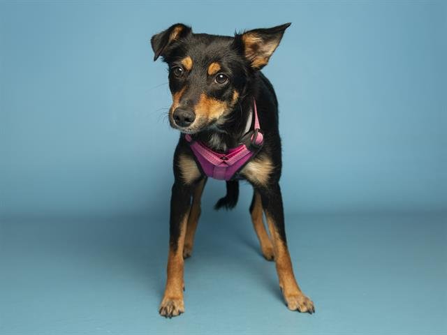 SUNFLOWER - Australian Cattle Dog/Blue Heeler / Toy Fox Terrier available for adoption