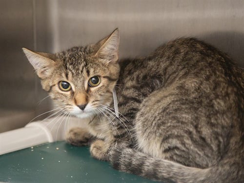 CHARLES - Domestic Short Hair for adoption in Phoenix