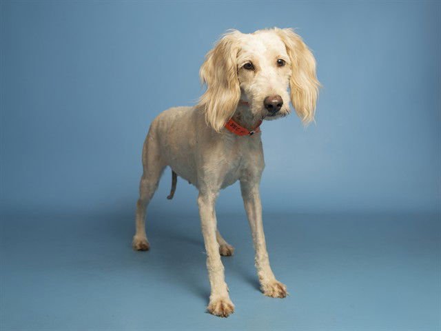 BIRDIE - Poodle (Standard) available for adoption