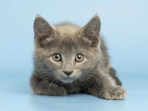 LUCAS - Domestic Short Hair available for adoption