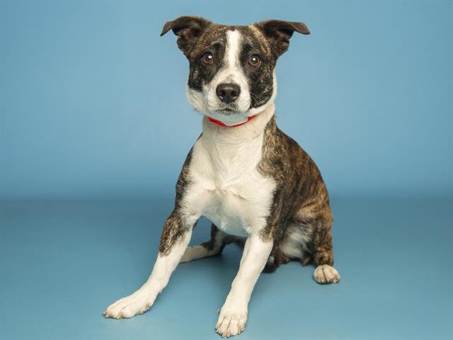 ZIGGY - Welsh Terrier available for adoption