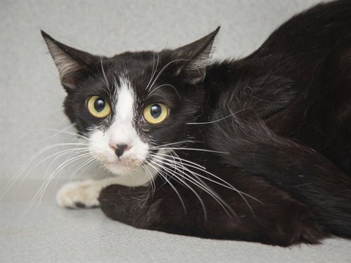LADYBIRD - Domestic Short Hair available for adoption