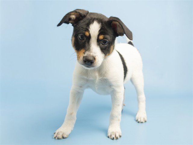 CLARABELL Image