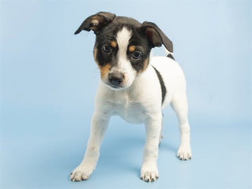 CLARABELL - Beagle / Chihuahua available for adoption