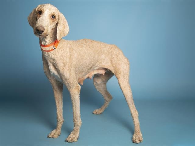 WILLA - Poodle (Standard) available for adoption