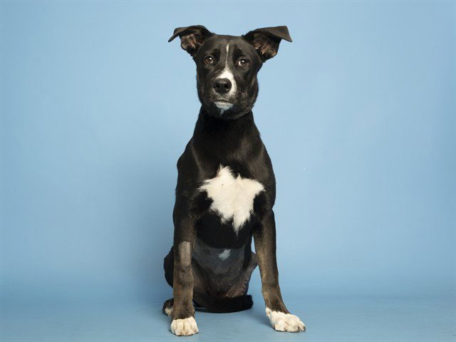 LEXIE Image