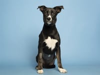 LEXIE - Photo 1