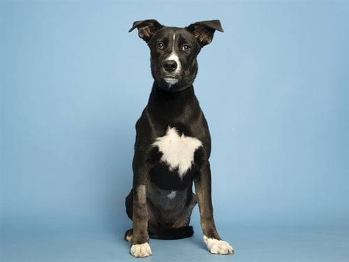 LEXIE - American Pit Bull Terrier available for adoption