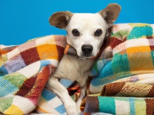 LENNY - Chihuahua available for adoption