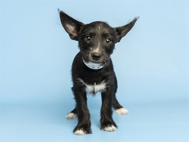 FINN - Chihuahua available for adoption