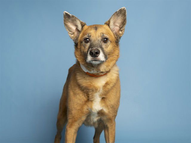 PENNY - German Shepherd Dog / Australian Cattle Dog/Blue Heeler available for adoption